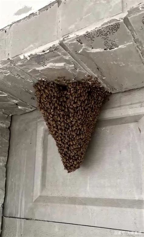行地 蜜蜂在家门口筑巢